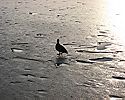 Ente auf dem zugefrorenen Maschsee